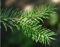 Douglas fir